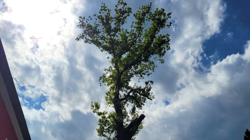 Ein nicht fachgerecht durchgeführter Rückschnitt wie an dieser Eiche schädigt den Baum langfristig. (Foto: Stadt Siegen)